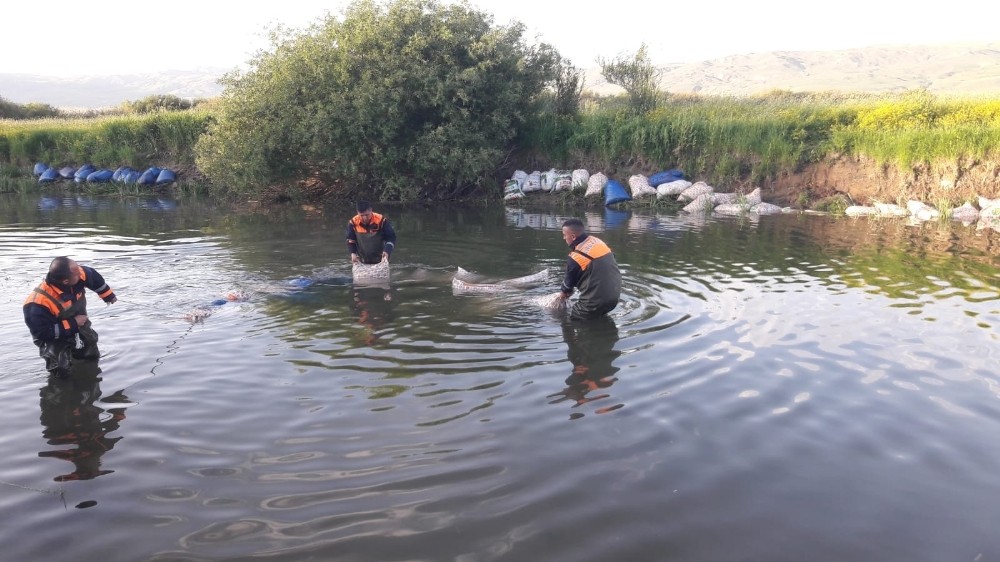 Van’da kaçak avlanmış 14 ton inci kefali ele geçirildi 