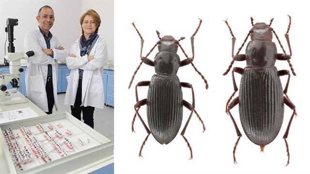 Van'da keşfedilen böceğe Ege Üniversitesi adı verildi