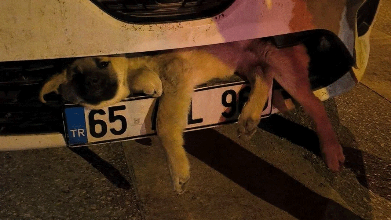 Van'da otomobilin çarptığı köpek tampona sıkıştı! İtfaiye ekipleri devreye girdi