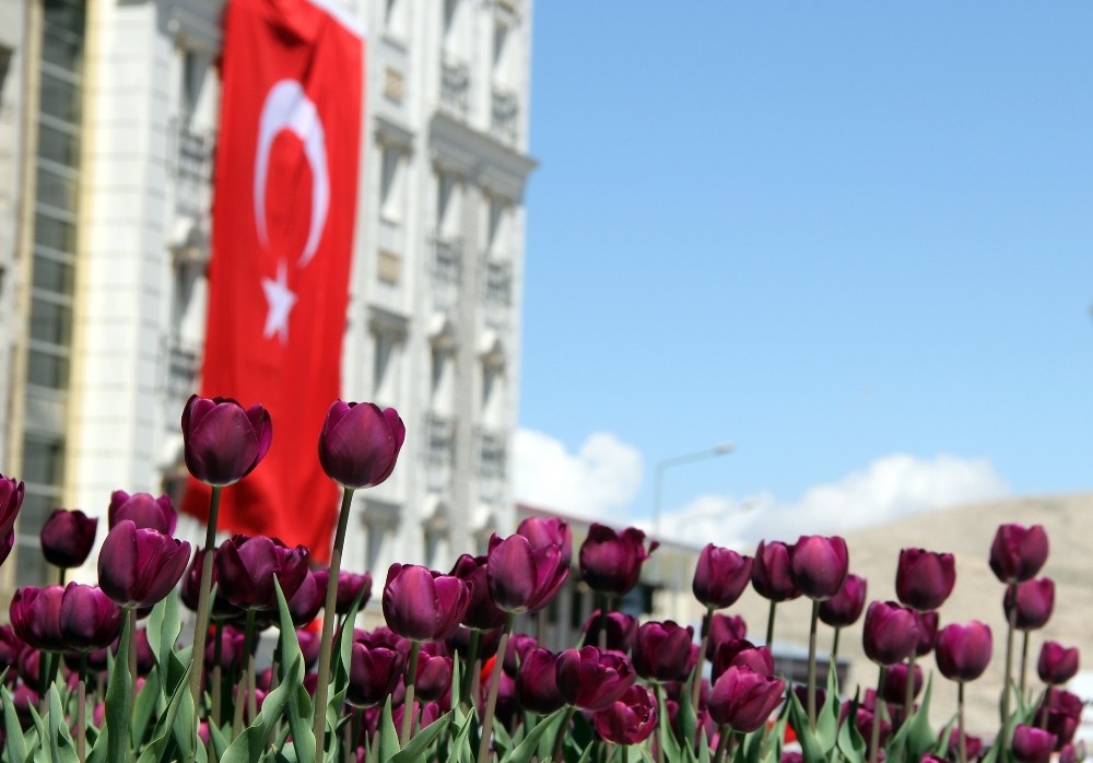 Van’da şimdi ‘lale mevsimi’ 
