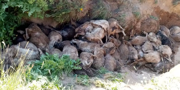 Van’da toplu intihar! 130'u da peş peşe uçurumdan atladı!