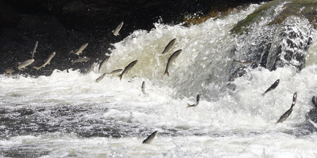Van'da vatandaşları mest eden görüntü!