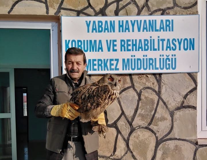 Van’da yaralı bulunan Puhu, tedavi altına alındı 