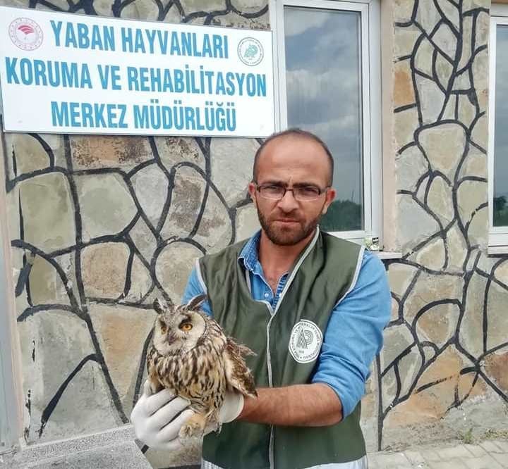 Van’da yaralı kuşlar tedavi altına alındı 