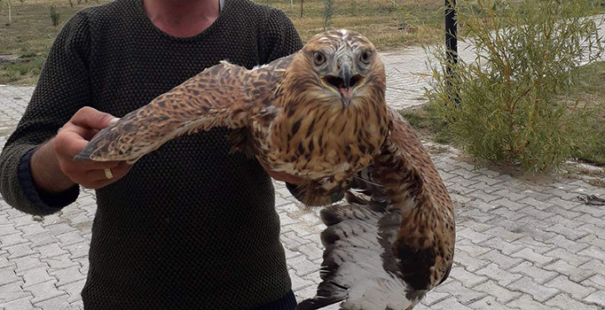 Van’da yaralı Şahin tedavi altına alındı