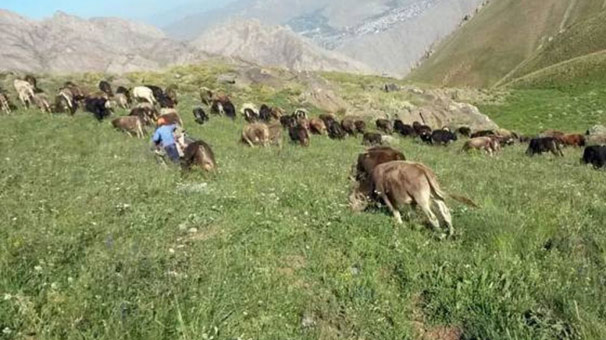Van'da yasak kalkınca besiciler yaylaların yolunu tuttu
