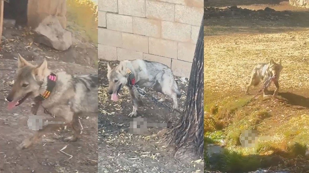 Van’da zincire vurulan kurttan iyi haber