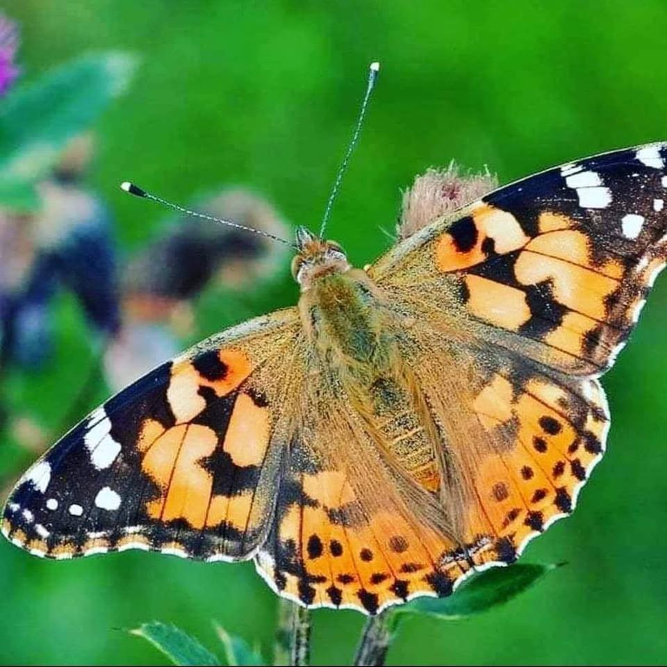 ‘Vanessa’ kelebeği zararsız 