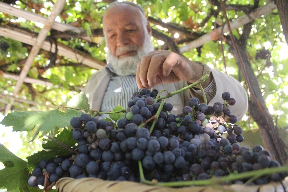 Van’ın yerli üzümlerinde hasat zamanı 