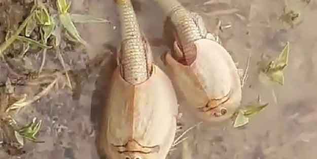 İran'da gölette görülen fosil şaşırttı!