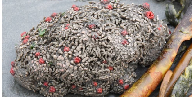 Varlığından habersiz olduğunuz hayvanlar