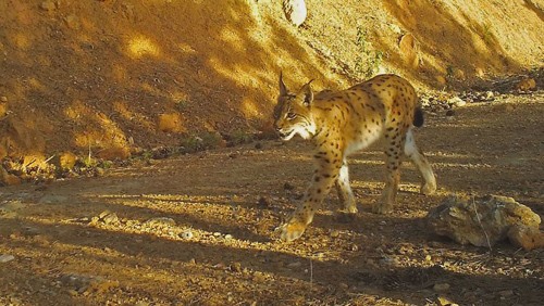Vaşak fotokapana takıldı 