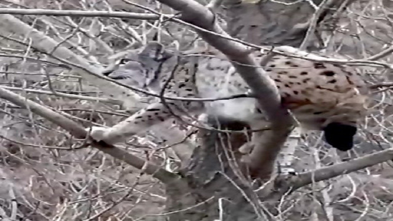 Vaşak kangal köpeklerinden kaçtı