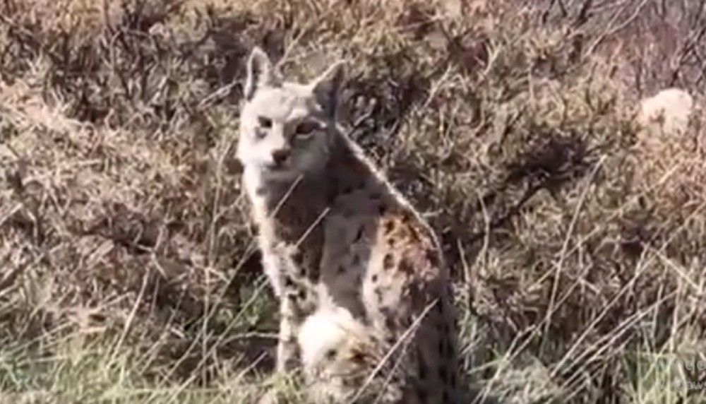 Vaşak önce ağaçta görülmüştü, şimdi pusuda görüntülendi 