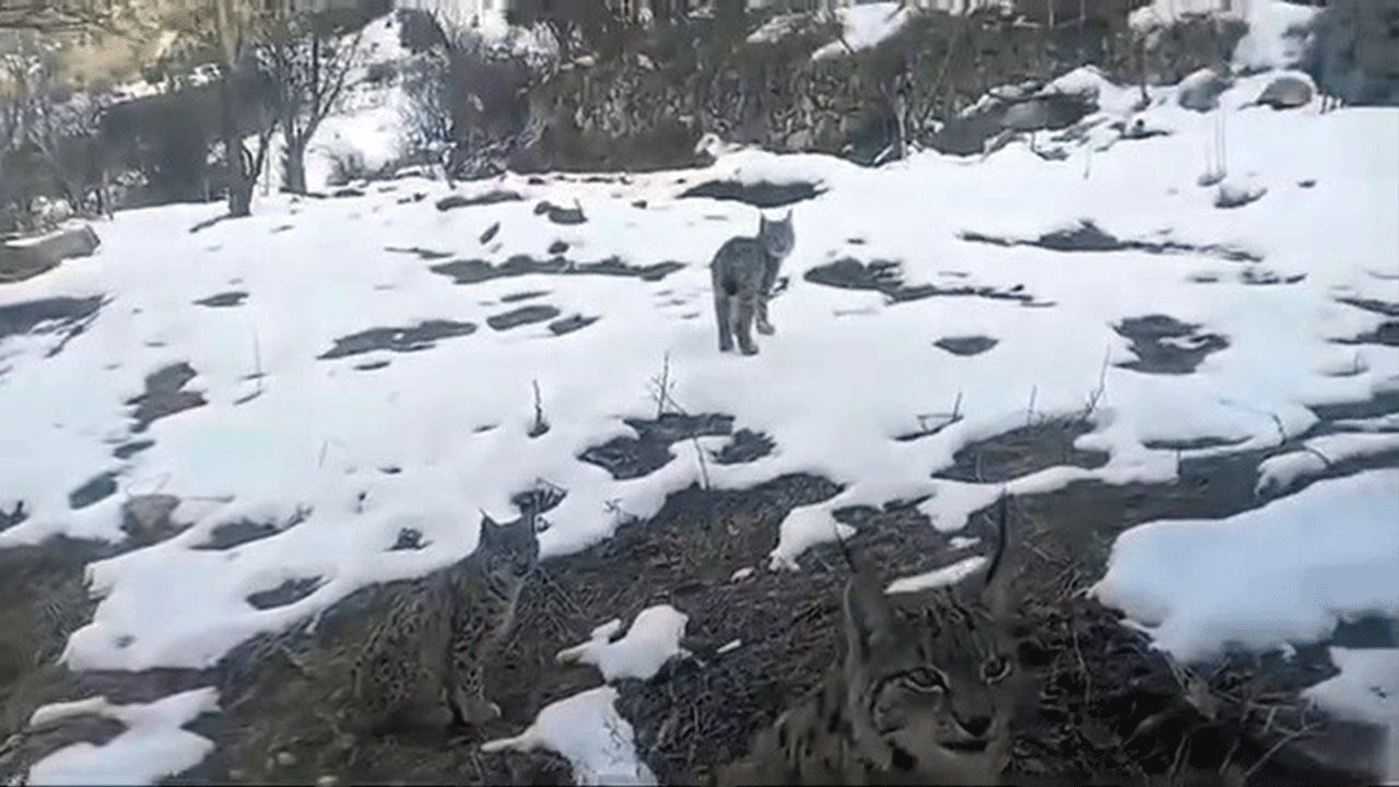 Vaşaklar tehlike altında: Erzurum'da koruma çağrısı