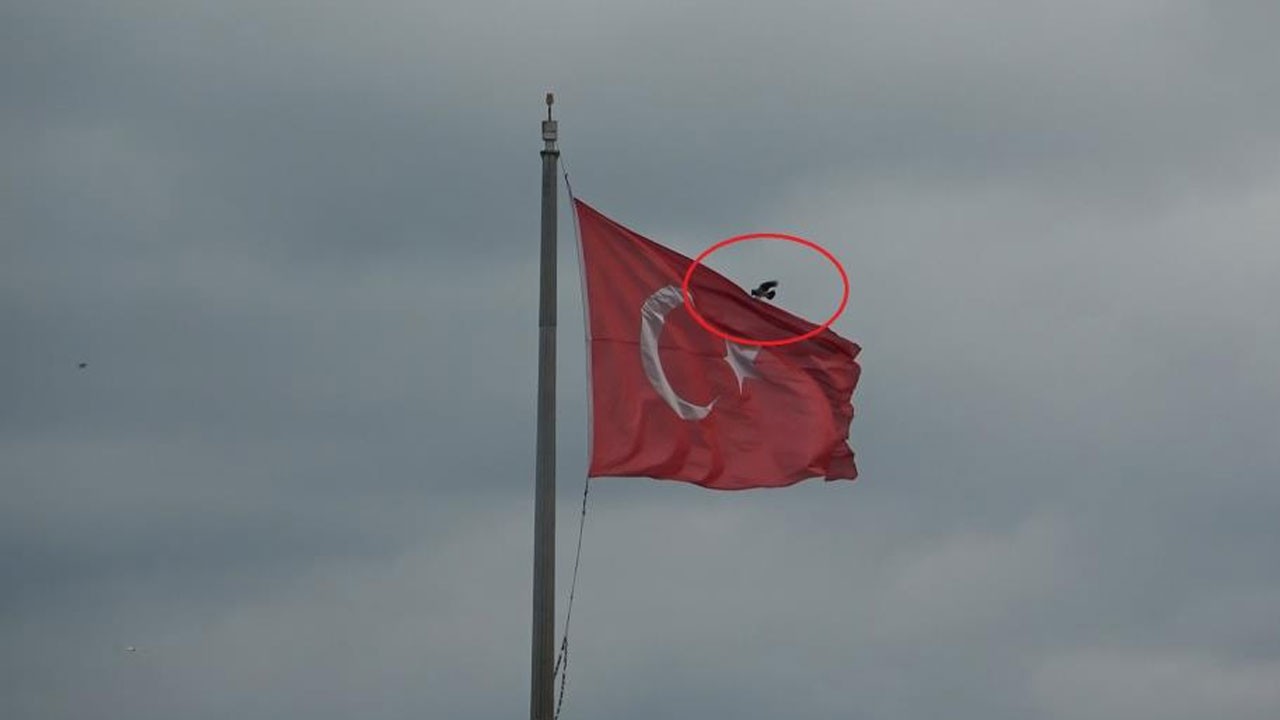 Vatan hainleri belki biraz utanır Türk bayrağının gökteki nöbetçisi karga
