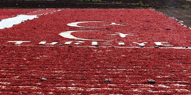 Vatan sevgisini 'Kırmızı Biber'le tarlasında sergiledi
