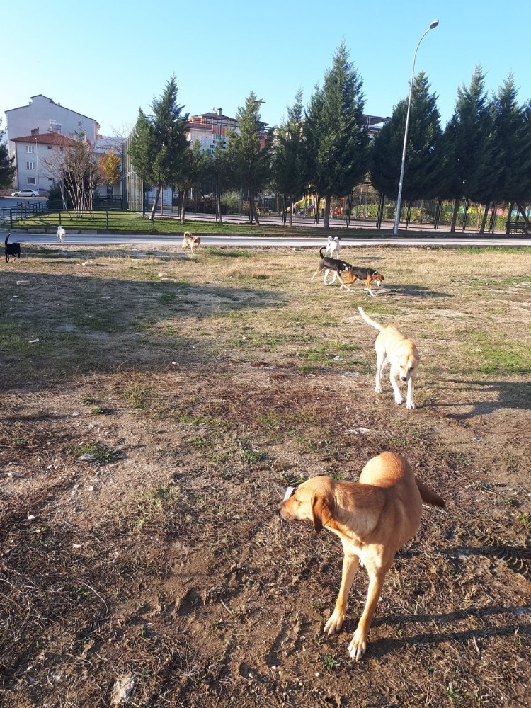 Vatandaş başıboş köpeklerden şikayetçi 