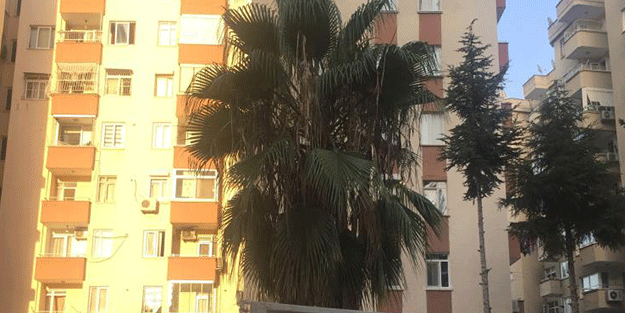 Vatandaş kiralık ev bulamazken şu hale bakın! Bina sakinleri şaşkına döndü
