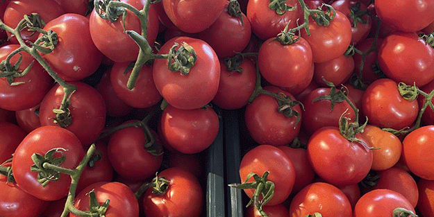 Vatandaşın ucuz domates yemesine kimin engel olduğu ortaya çıktı! Gerçekten olacak iş değil