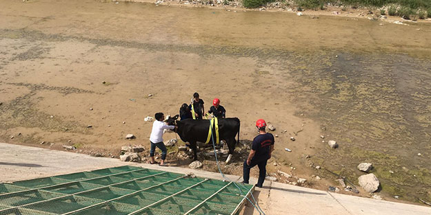Vatandaşlar haber verdi! İtfaiyeden 'inek kurtarma' operasyonu