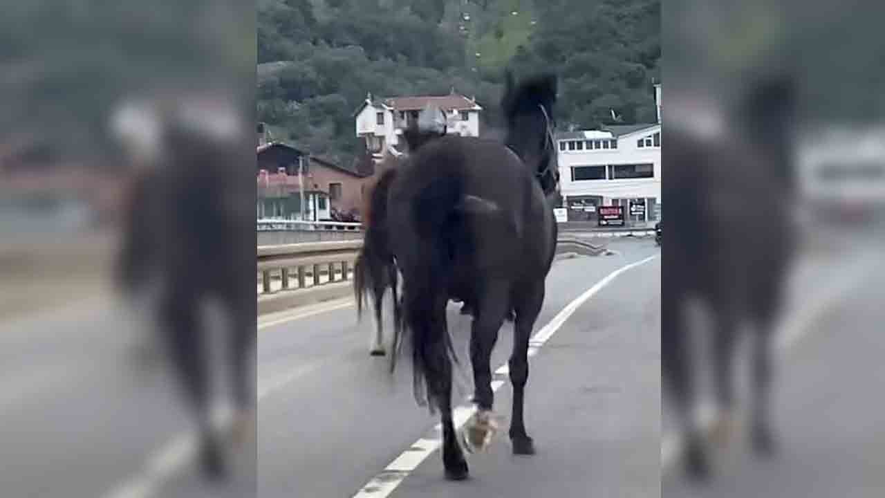 Vatandaşlar hemen kameraya sarıldı: Trafikte tebessüm ettiren görüntü