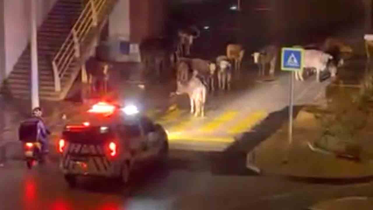 Vatandaşlar kahkahaya boğuldu: Polisten tebessüm ettiren anons