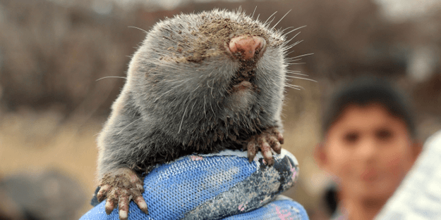 Vatandaşlar, kırsal alanda buldu! Gerçek sonradan anlaşıldı