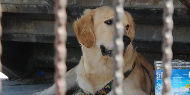 Vatandaşlar onu merdiven altında buldu! Şimdi herkes arıyor