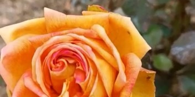 Vatandaşlar şaşkına döndü! Kış ortasında güller açtı