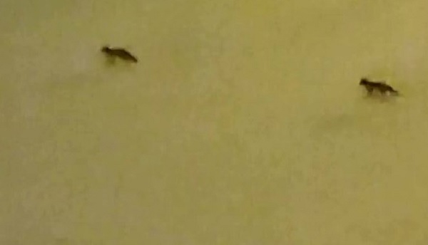 Vatandaşlar şaşkına döndü! Tilkiler mahalleye böyle indi