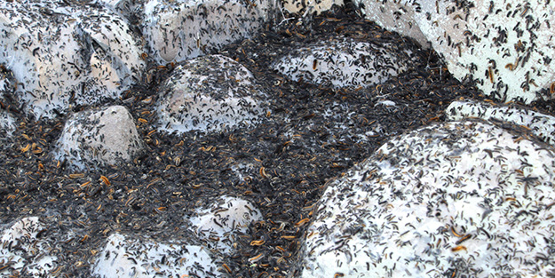 Vatandaşlar tedirgin! Bölgeyi istila ettiler kimse başa çıkamıyor