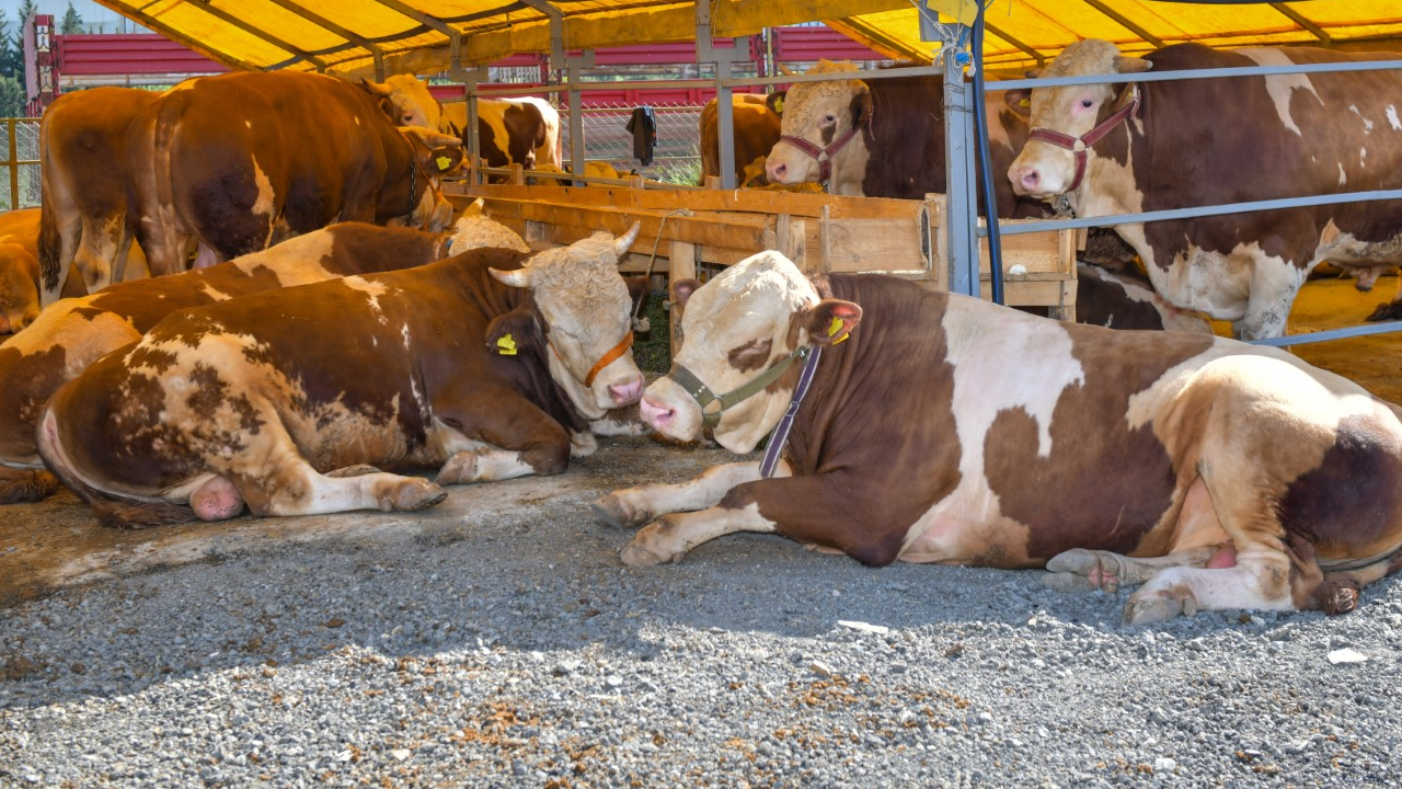 Vatandaşlara kurbanlık uyarısı!