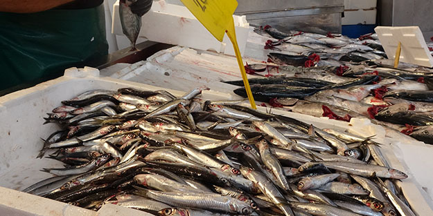 Hamsi, palamutu kıskandı!