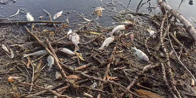 Vatandaşları tedirgin etti yetkililer harekete geçti! Yüzlercesi kıyıya vurdu