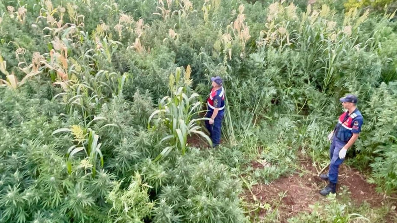 Vatandaşları zehirleyeceklerdi! Mısır tarlasına ekilen zehir imha edildi