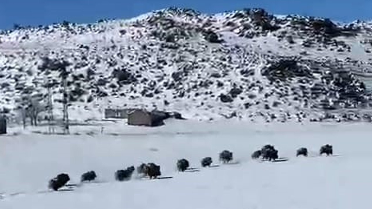 Vatandaşların korkulu rüyası oldu! O ilimizde domuzlar sürü halinde geziyor