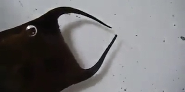 Vatoz balığının doğum anı