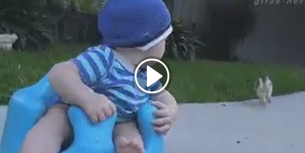 Vay hain tavşan bakışı