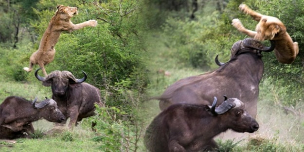 Vazgeçmediler... Döndüler... Başardılar