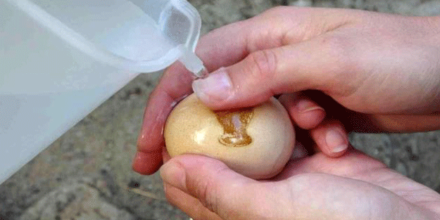 Vazo desenli yumurtlayan tavuk şok etti!