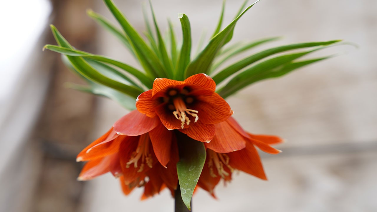 Ve ters laler açtı: 244 bin lira cezası var