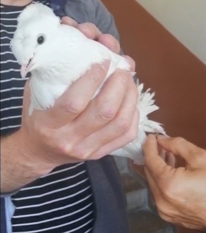 Vefa Grubu beyaz güvercini özgürlüğüne kavuşturdu 
