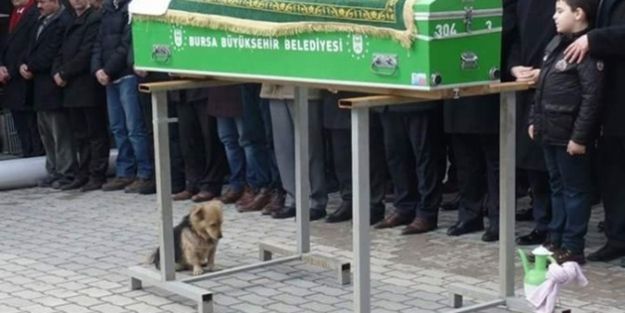Vefakar köpek, her gün ölen sahibinin mezarına gidiyor
