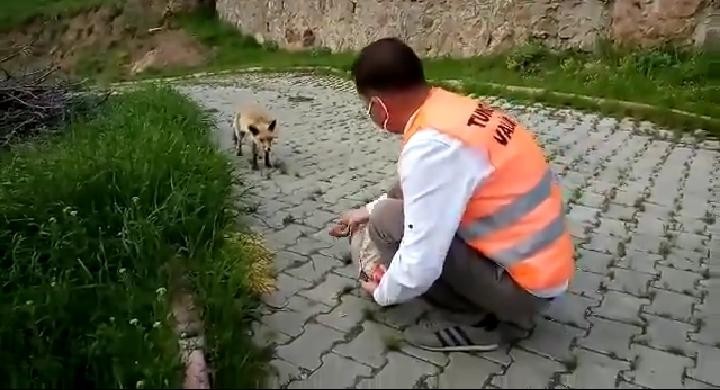 Vefalı eller bu kez yavru tilkiyi besledi 