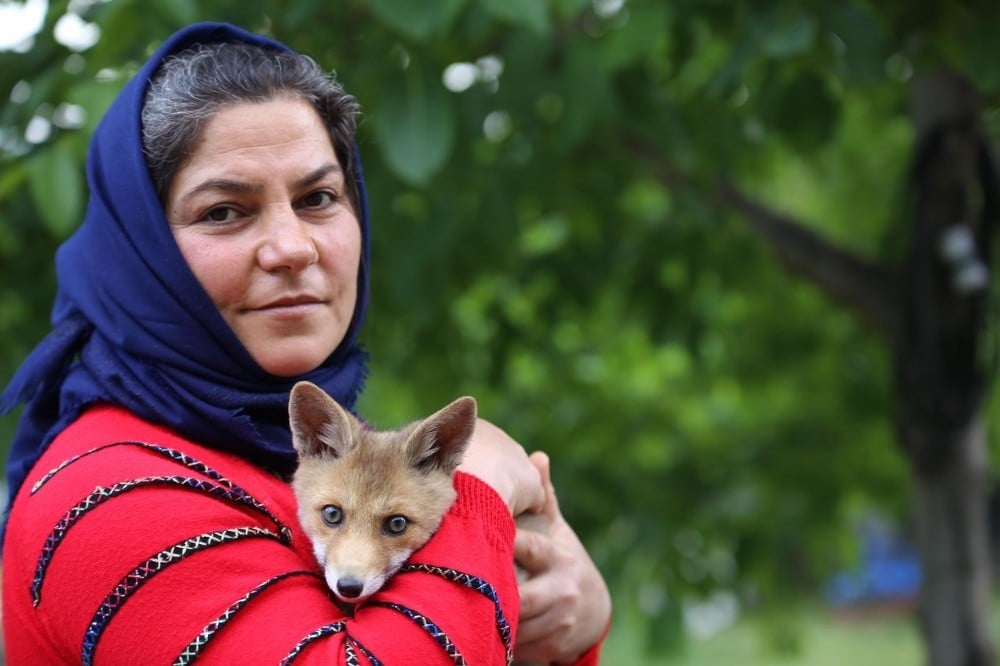 Vefalı tilki büyüdüğü evi her gün ziyarete geliyor 