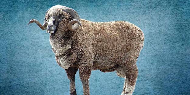 Vefat eden kişi için kurban kesilir mi? Ölen bir kişi adına kurban kesilir mi?