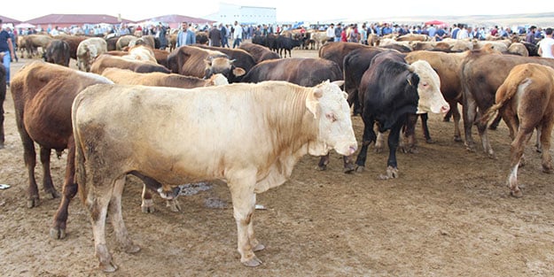 Vekaleten kurban kesim bedeli ne kadar?