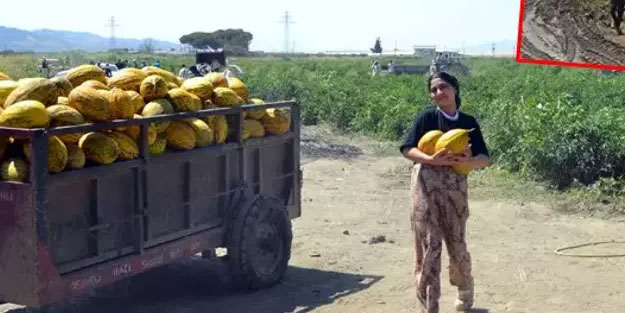 Verdikleri fiyat onurlarına dokundu! Tam 600 ton kavunu ücretsiz dağıttılar