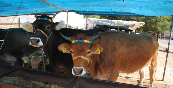 Veremli kurban sağlık ekiplerini alarma geçirdi